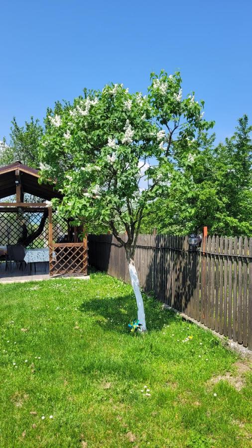 Casa Dana Villa Rîşnov Dış mekan fotoğraf